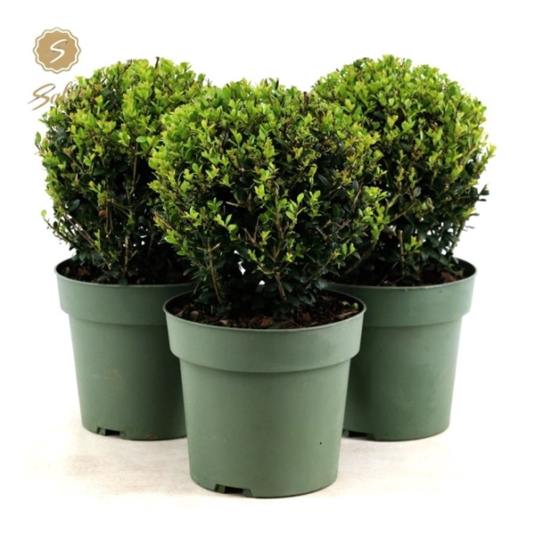 Ilex crenata 'Jenny'® Ball Ø20cm P17