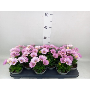 Osteospermum  'Margarita Pink Flar'