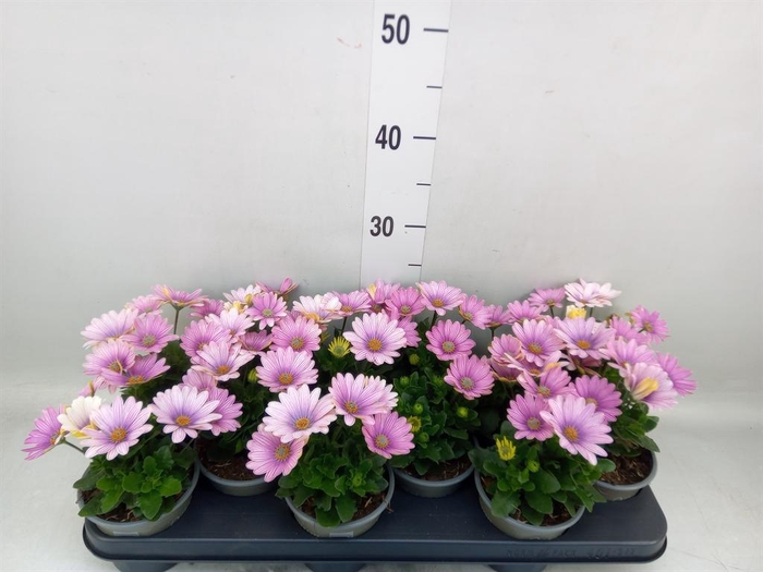 <h4>Osteospermum 'Margarita Pink Flar'</h4>