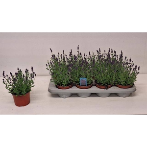 .Lavandula angustifolia ardeche blue