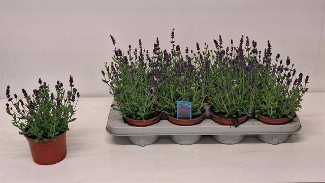 <h4>.Lavandula angustifolia ardeche blue</h4>