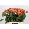 Dahlia Cornel Bronze