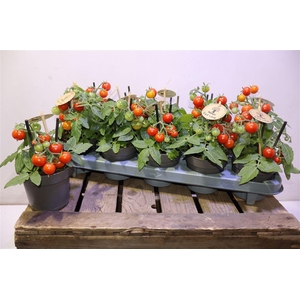 Tomatenplanten Red Love