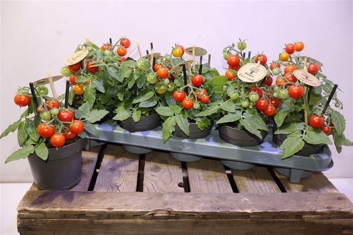 <h4>Tomatenplanten Red Love</h4>