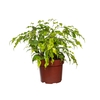 FICUS MONIQUE GOLDEN P17