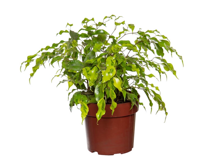 FICUS MONIQUE GOLDEN P17