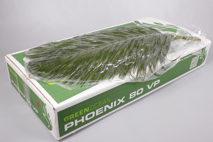 <h4>Phoenix VP Green Ocean</h4>