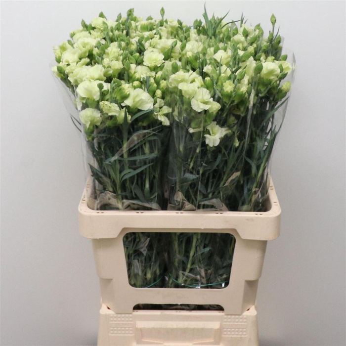 <h4>Di Tr Simply Bern Green Extra</h4>