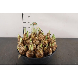 !. Narcis Watch Up 27 Cm. Pl. Schaal