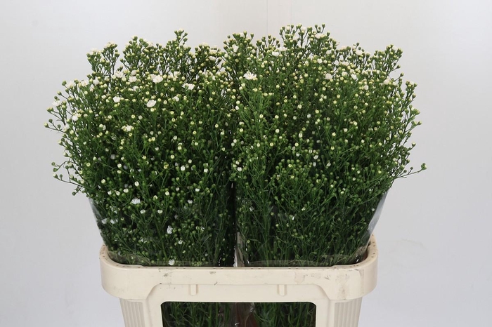 <h4>Aster Paquita</h4>