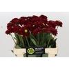Dahlia Red Fox