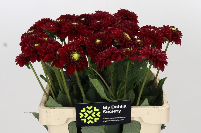 <h4>Dahlia Red Fox</h4>