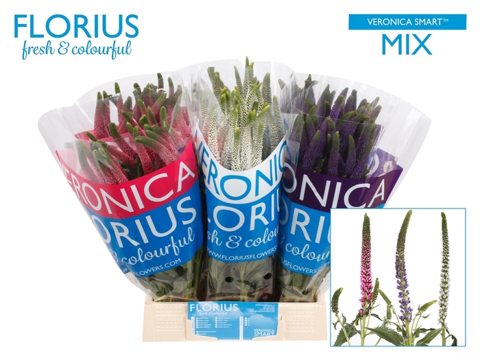 <h4>VERON SMART GEM</h4>