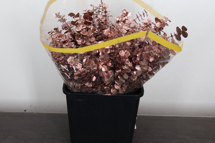 <h4>Euca Baby Blue</h4>