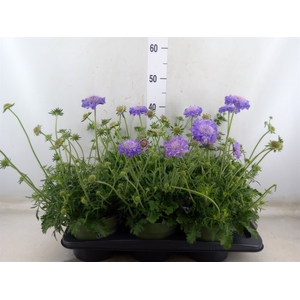 Scabiosa columb.