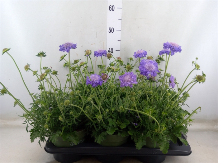 <h4>Scabiosa columb.</h4>