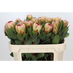 PROTEA GRANDICOLOR
