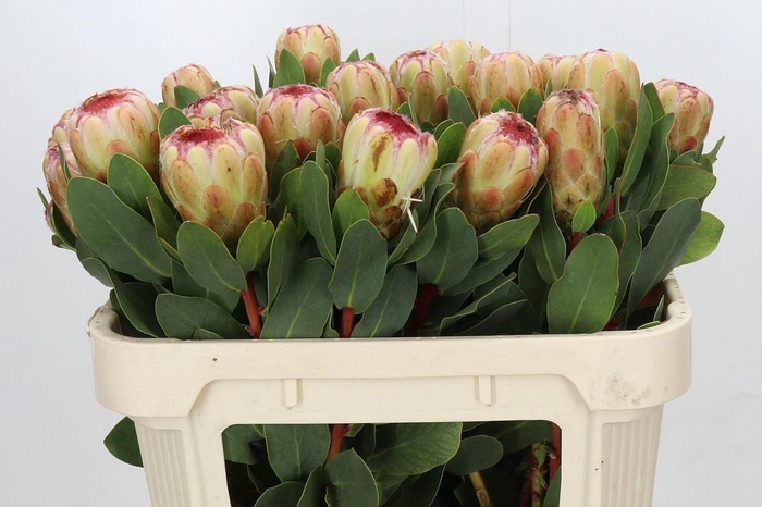 <h4>PROTEA GRANDICOLOR</h4>