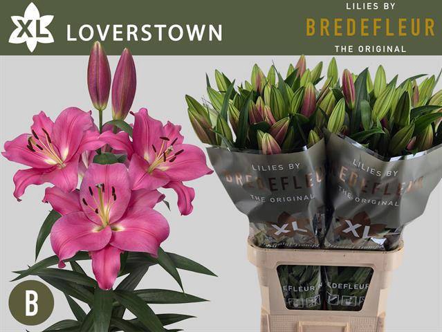 <h4>LI OT OVERIG</h4>