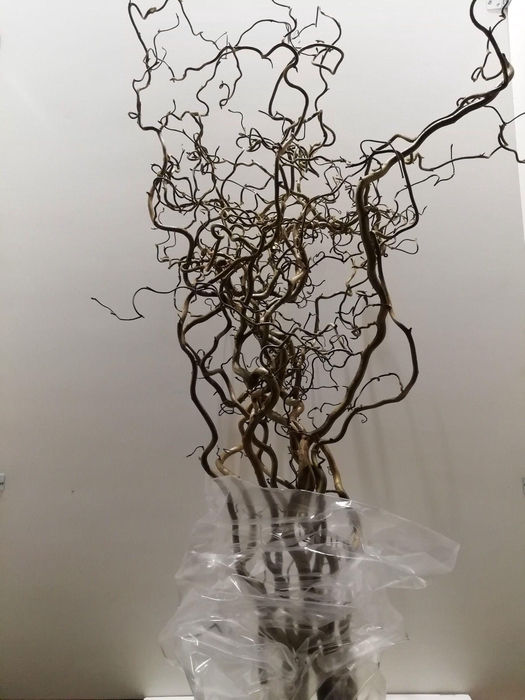 <h4>CORYL AV CONTORTA 150 CM XXL</h4>