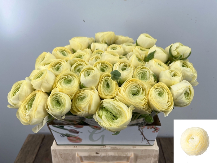 <h4>RAN SU COMMEDIA</h4>