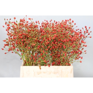 ROSA PRINSBERRY RED