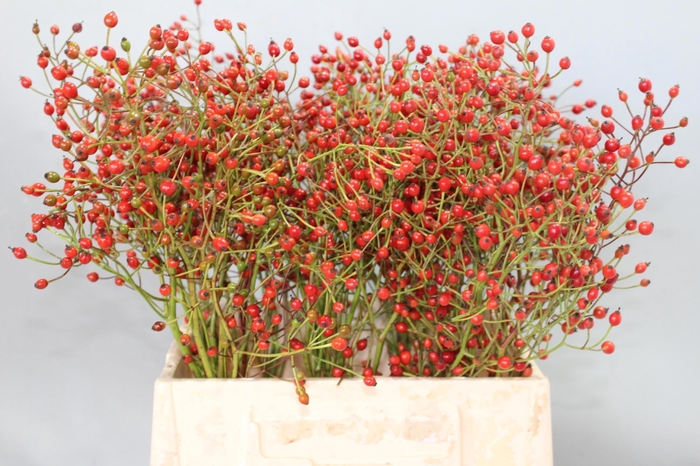 <h4>ROSA PRINSBERRY RED</h4>