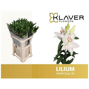 Li Or Proposal 3 Knop Klaver Lily