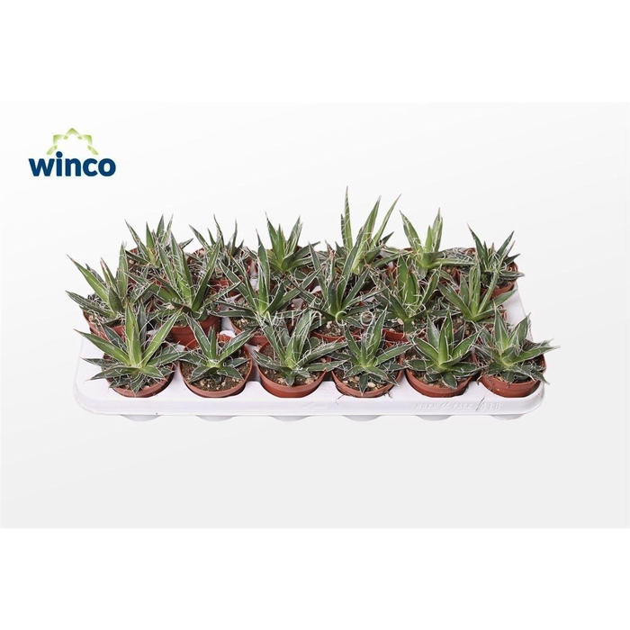 <h4>AGAV FILIFERA</h4>