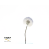 Dried Bleached dandelion Regular Clove Purple