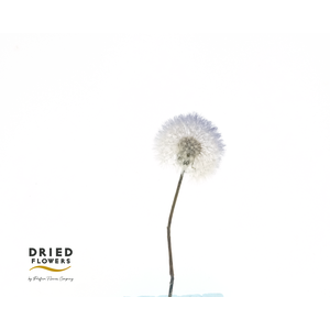 Dried Bleached dandelion Regular Clove Purple