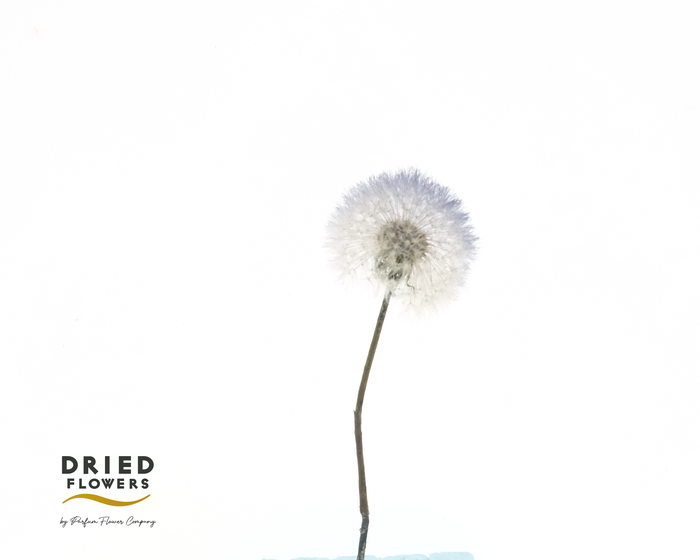 <h4>Dandelion XS Preserved Charming Purple</h4>