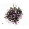 BRACH STRAWBER PINK