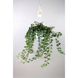 Hedera helix 'Wonder'