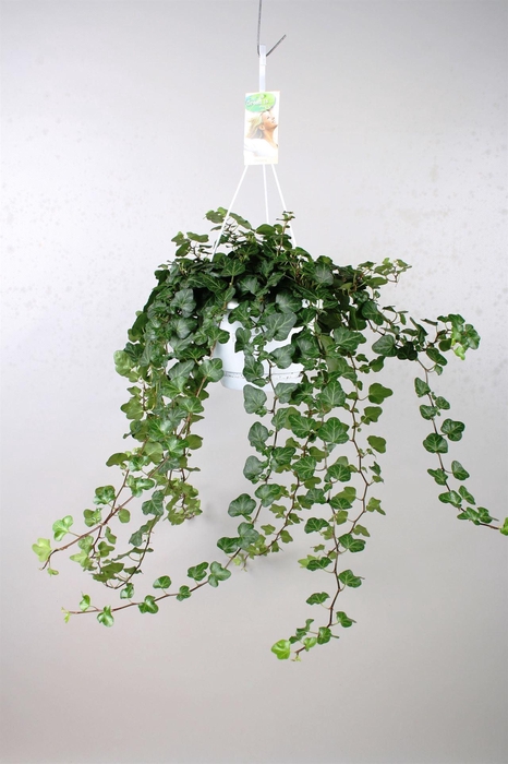 <h4>Hedera helix 'Wonder'</h4>