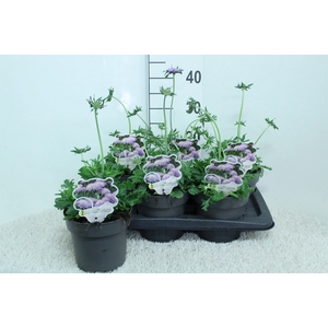 Scabiosa columb. 'Butterfly Blue'