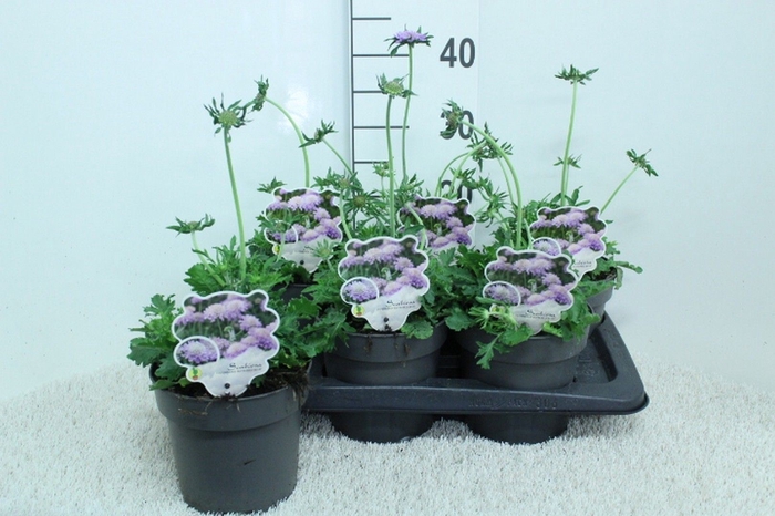 <h4>Scabiosa columb. 'Butterfly Blue'</h4>