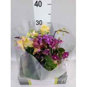 Phalaenopsis multi.   ...mix