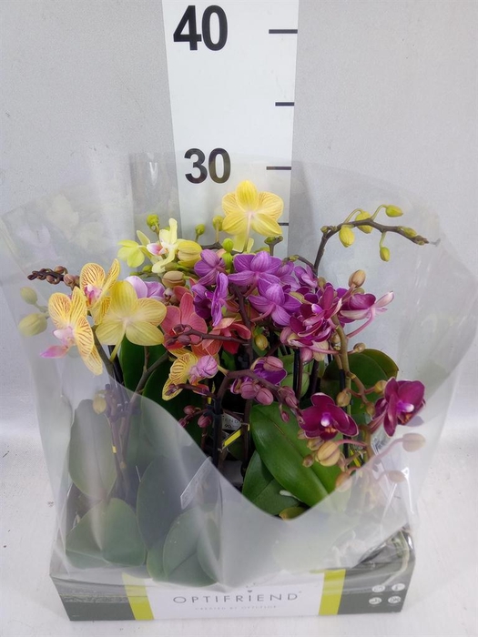 <h4>Phalaenopsis multi.   ...mix</h4>