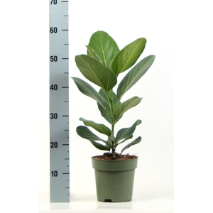 Ficus bengalensis Audrey