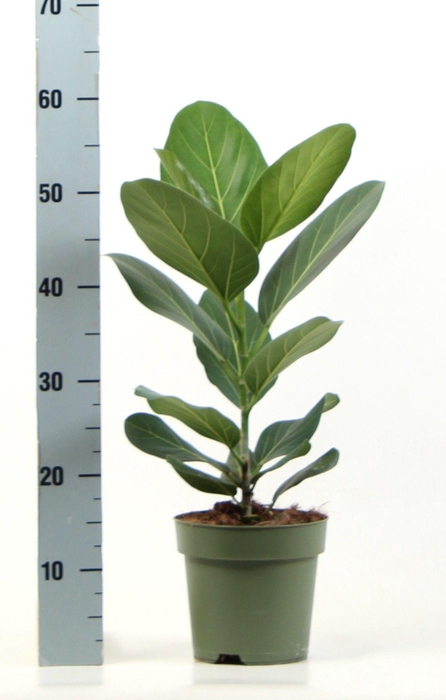 <h4>Ficus bengalensis Audrey</h4>