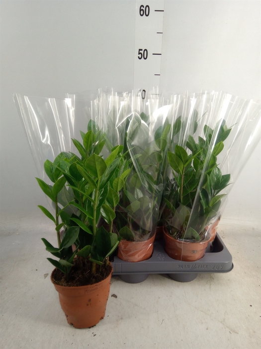 <h4>Zamioculcas zamiifolia</h4>