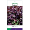 Corylus Purpurea