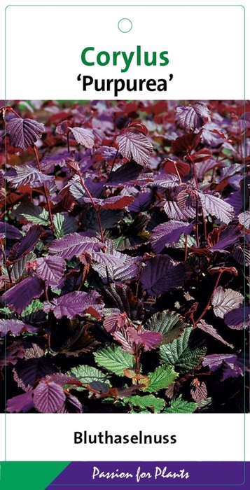 Corylus Purpurea