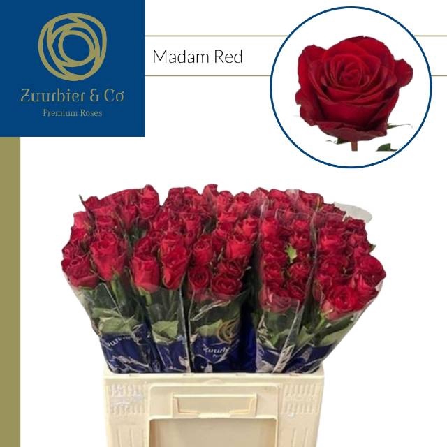 <h4>R GR MADAM RED</h4>