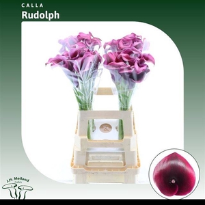 ZANT RUDOLPH