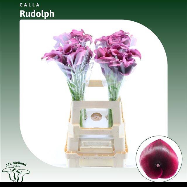 <h4>ZANT RUDOLPH</h4>