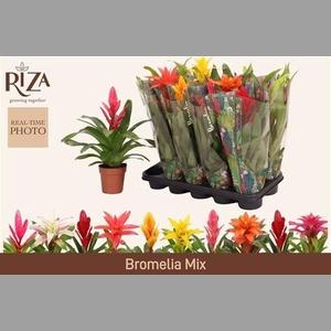 BROMELIA GEM 6 SRT