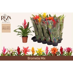 BROMELIA GEM 6 SRT