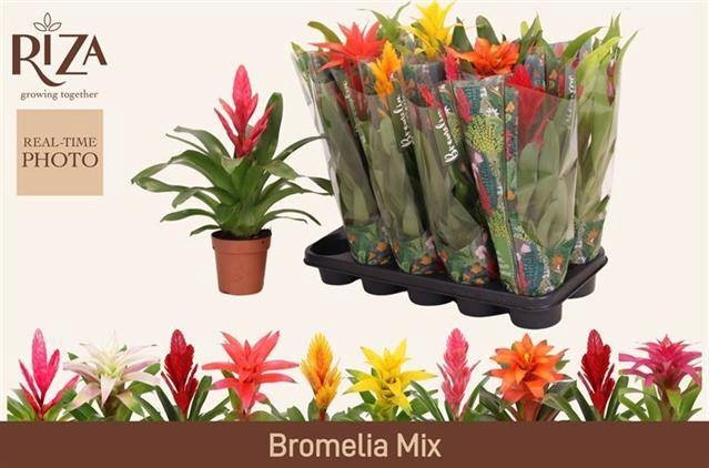 <h4>BROMELIA GEM 6 SRT</h4>